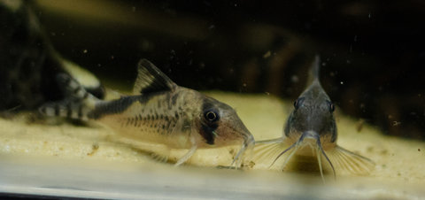 [clog]Corydoras sp(c016)[/clog]