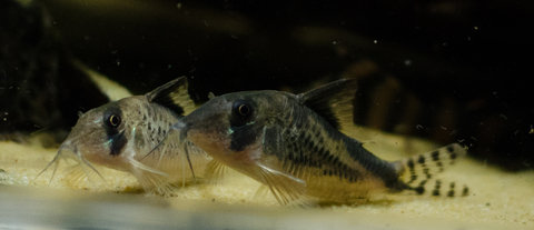 [clog]Corydoras sp(c016)[/clog]