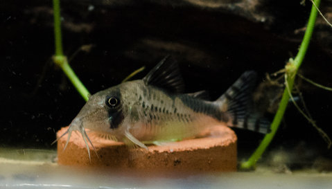 [clog]Corydoras sp(c016)[/clog]