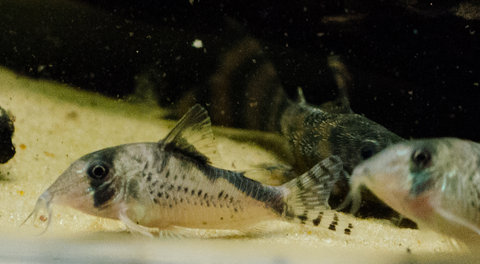 [clog]Corydoras sp(c016)[/clog]