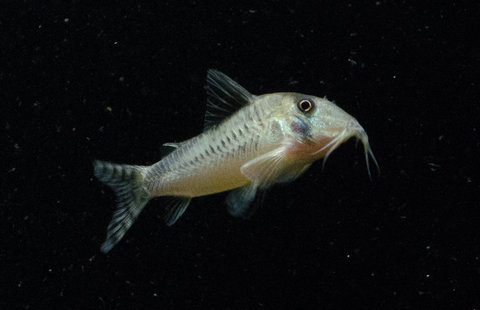 [clog]Corydoras sp(c016)[/clog]
