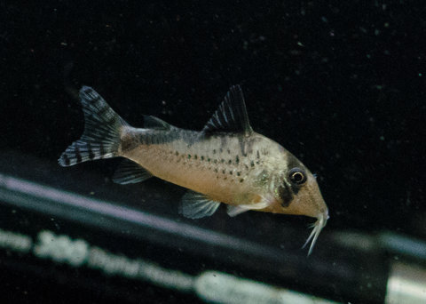 [clog]Corydoras sp(c016)[/clog]