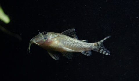 [clog]Corydoras sp(c016)[/clog]