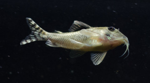 [clog]Corydoras sp(c016)[/clog]