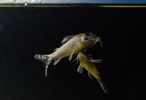 [clog]Corydoras sp(c016)[/clog]