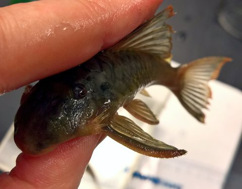 Male opercular odontodes