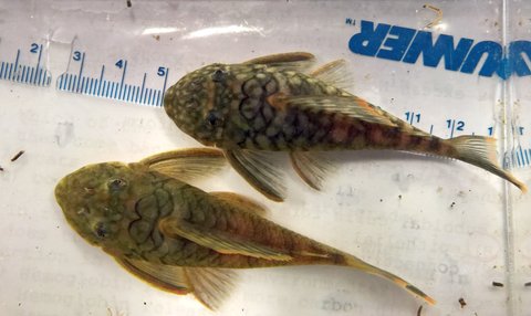 Hemiancistrus guahiborum two other specimens 2017-01 superior.jpg