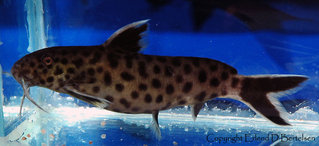 Synodontis-petricola_2.jpg