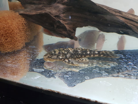 whatpleco2.jpg