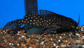 Synodontis-angelica_1.jpg