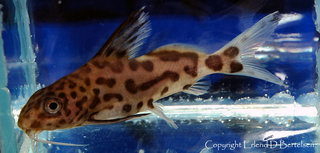 Synodontis-sp_1.jpg