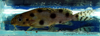 Synodontis-ocellifer.jpg