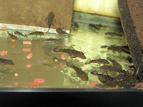 IMG_0985_opt.jpg