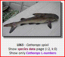 Cathorops.GIF