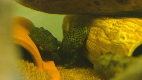 [clog]Pseudolithoxus dumus[/clog] both fish