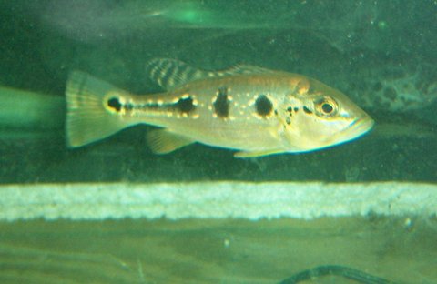 Pbass orino 5 spot 3.JPG