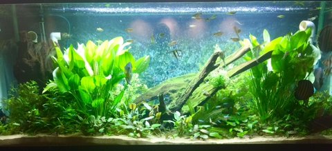 240g tank planted 3.jpg