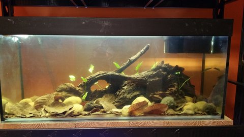 60g P. heokhuii tank