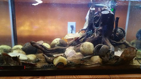 30g H. flavus tank - sorry, needs a vacuum and some fresh leaves.