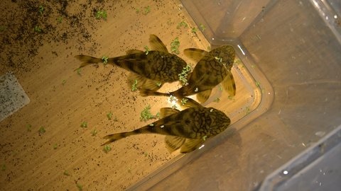 L135, 1 Female, 2 Males