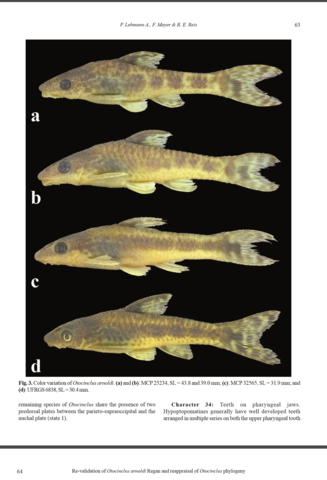 Otocinclus arnoldi