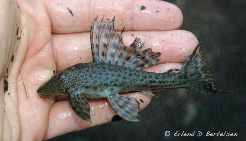 Hypostomus-sp.-SanMartin_3.jpg