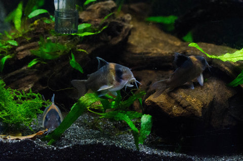 Corydoras burgessi: adults at rest