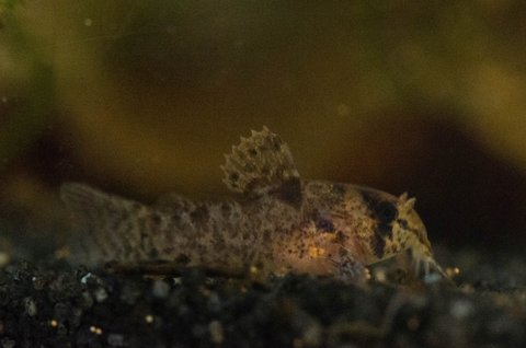 Corydoras burgessi: 20-day old fry