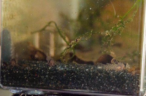 Corydoras burgessi: three 20-day old fry together in the nursery