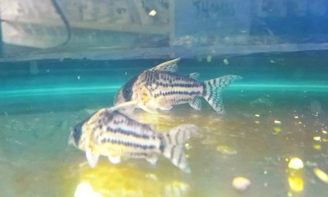 4 old-looking, large schwartzi