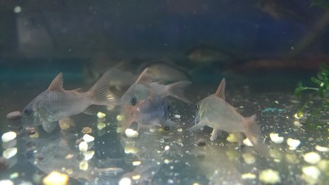 12 concolor for myself and friends