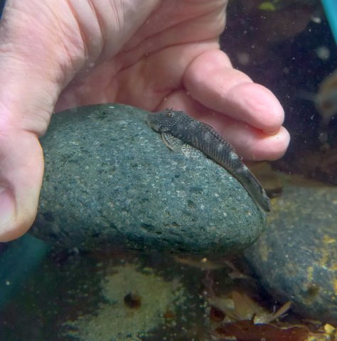 Chaetostoma dorsale rock_4.jpg