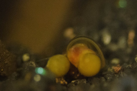Red ramshorn snail cleaning 2-day old Corydoras burgessi eggs