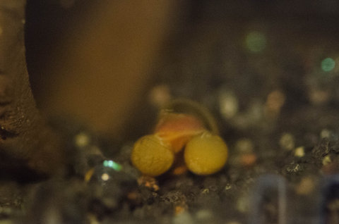 Red ramshorn snail cleaning 2-day old Corydoras burgessi eggs.