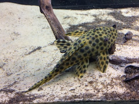 Hypostomus L233 at Pier Aquatics