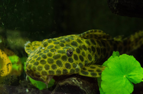[clog]Hypostomus sp(l233)[/clog]