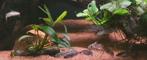 Group of Brachyrhamdia marthae when newly purchased