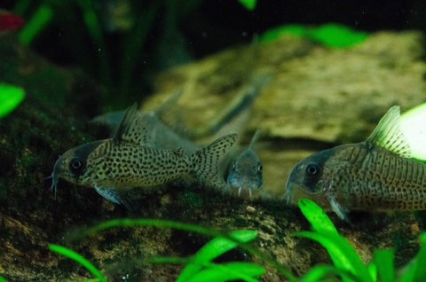 Corydoras sp. C048