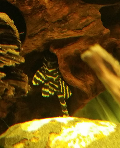 Fish#1.jpg
