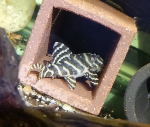 Fish#2.jpg