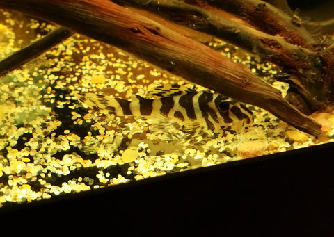 Fish#3.jpg