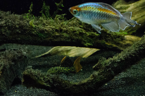 Captive-bred L427 juvenile, about 2.5&quot;SL, with adult Phenacogrammus interruptus for scale