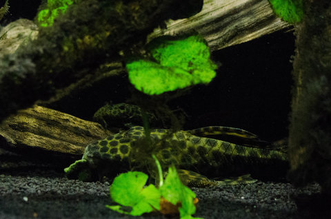 L427 juvenile and L233 sub-adult, about to have a tussle over who gets to eat the Repashy!