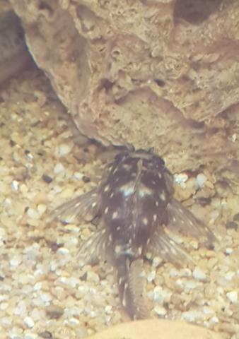 pleco 2.png