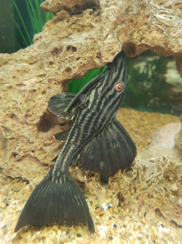 Pleco 4.png