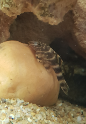 Pleco 7.png