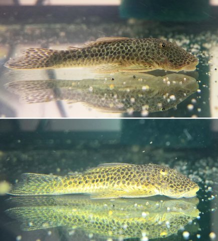 Without flash (top); with flash (bottom)