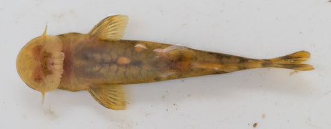 Chiloglanis anoterus