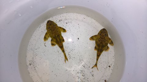 L135 male left, female right.