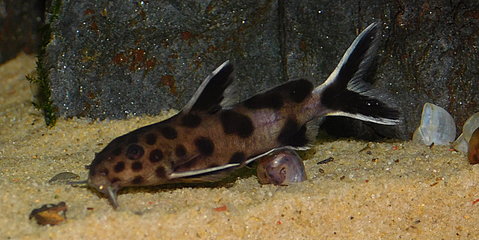 Synodontis.JPG